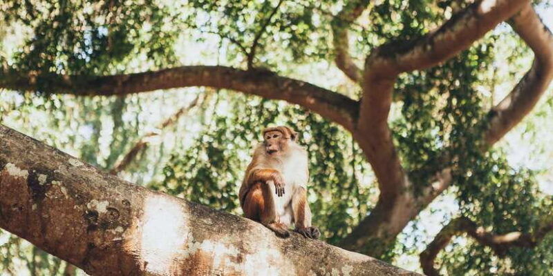 colombo-water-rafting-bird-watching-village-rainforest