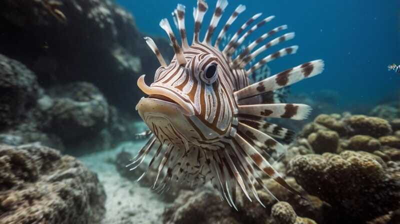 costa-maya-snorkeling-adventure-by-boat-with-photos
