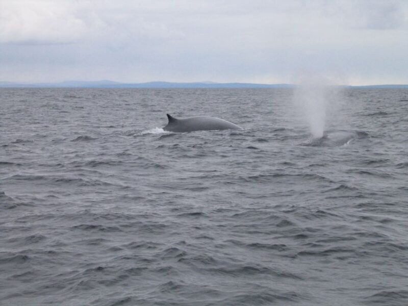 county-cork-whale-dolphin-watching-boat-trip