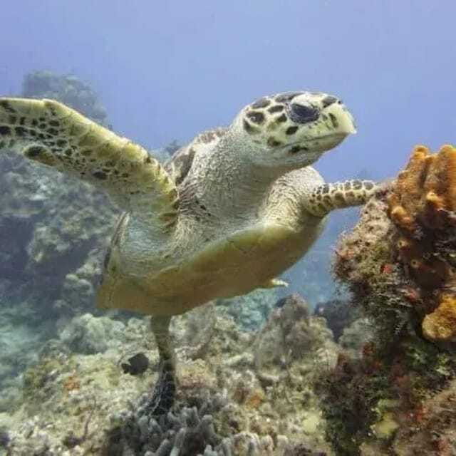 cozumel-diving-experience-from-boat