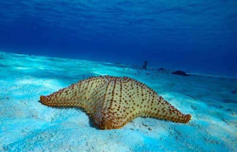 cozumel-the-sky-palancar-snorkel-with-open-bar-ceviche