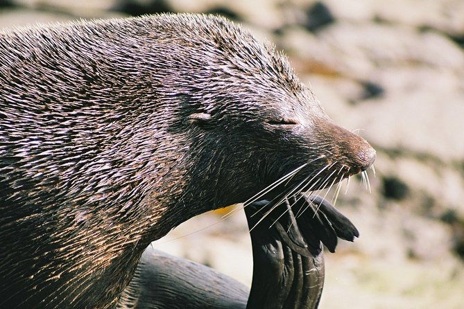 Cruise, Walk, and Sail in Abel Tasman National Park - FAQs