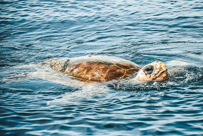 Cruise with Dolphins in Byron Bay - FAQ