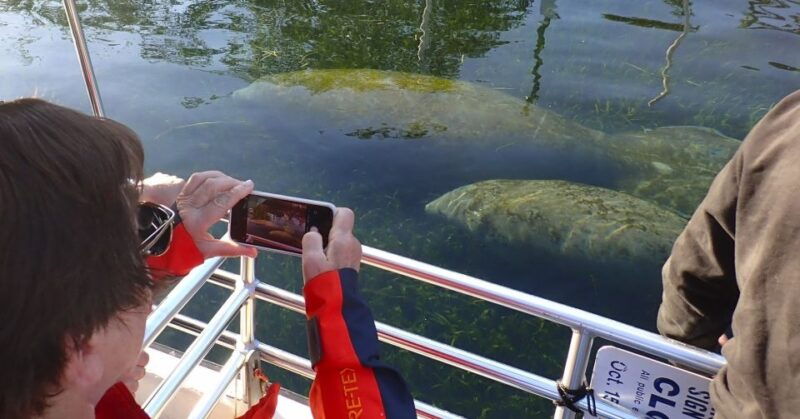 crystal-river-manatee-swim-group-tour