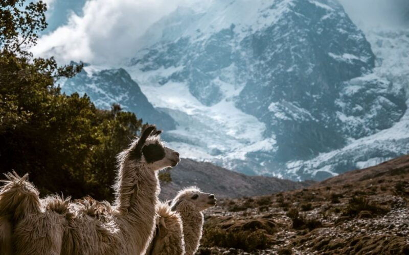 cusco-5-day-guided-trek-to-machu-picchu-with-mule-and-tent-2