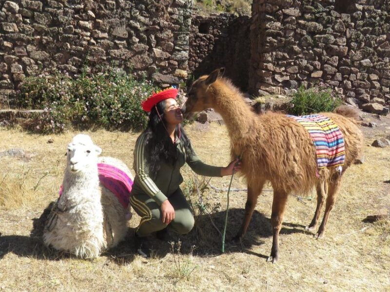 cusco-alpaca-therapy-in-the-cuyo-chico-community-half-day