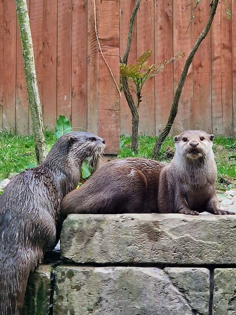 dingle-oceanworld-aquarium-admission-ticket