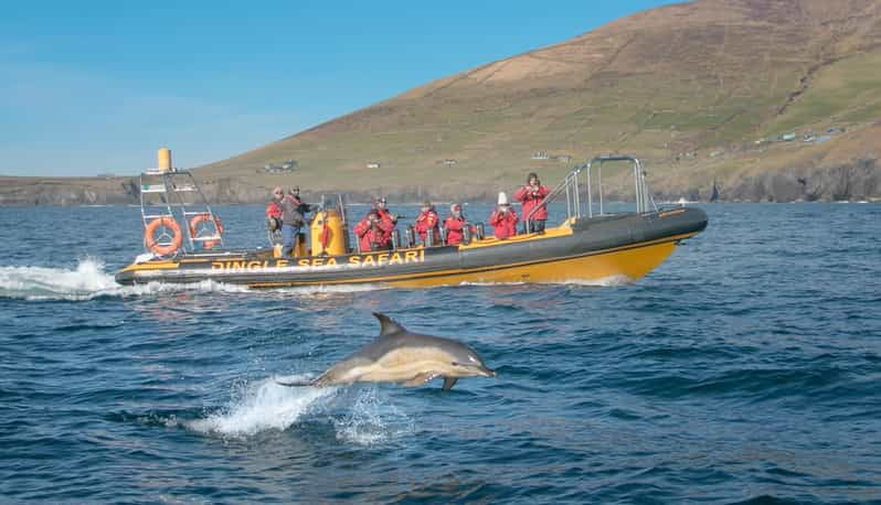 dingle-sea-safari-by-rib-boat