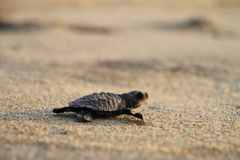 discover-huatulco-beach-flavors-and-more