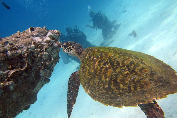 Diving Tour for Certified Divers: Sail Rock or Koh Tao - Final Thoughts