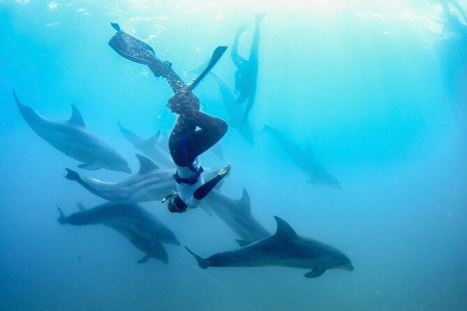 Dolphin and Seal snorkel adventure from Sorrento - Frequently Asked Questions