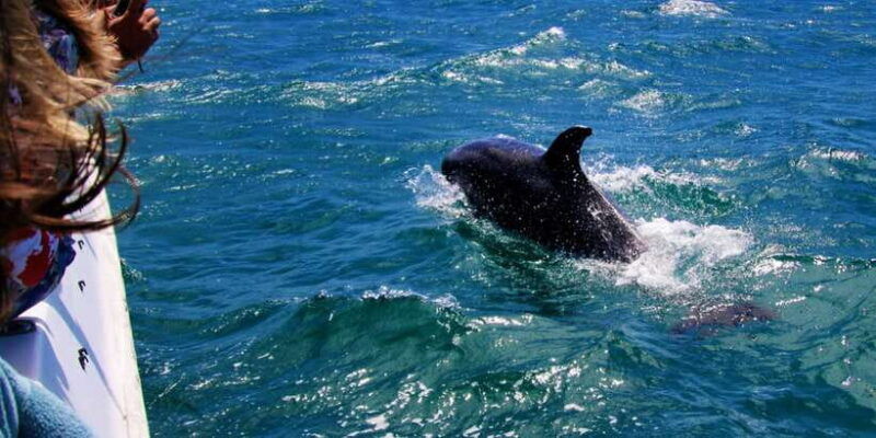 dolphin-watching-in-trincomalee