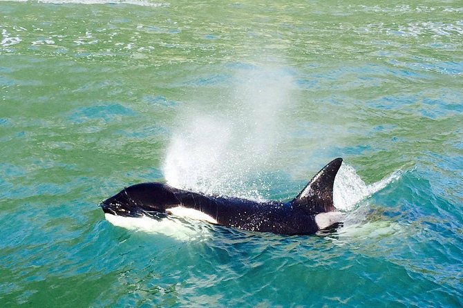 Dolphin & Wildlife Encounters - FAQ