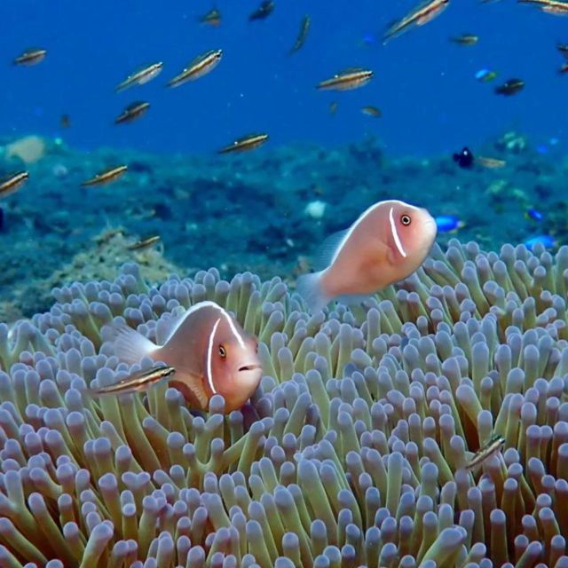 east-bali-blue-lagoon-snorkeling-all-inclusive
