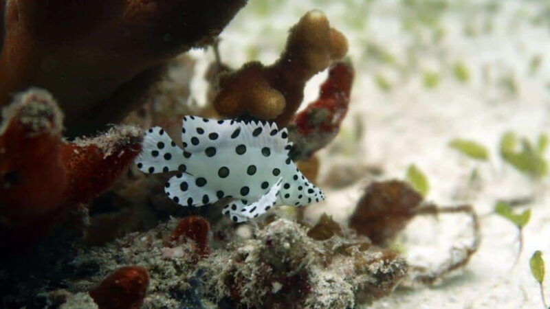 el-nido-discover-scuba-diving-with-manta-rays-in-sibaltan