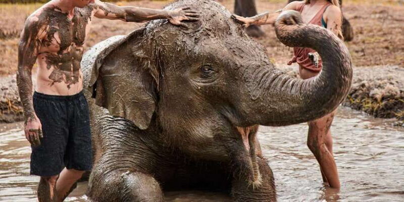 elephant-care-experience-with-mud-bath-at-bali-zoo