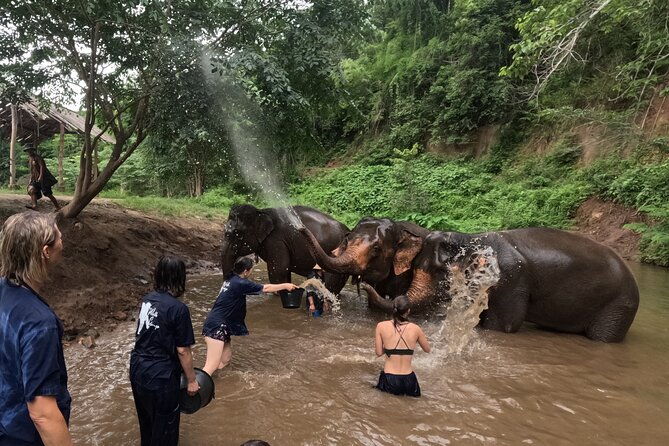 Elephant care program at Chiangmai Elephant Care - Interaction and Feeding
