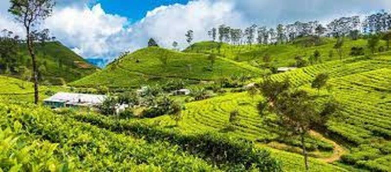 ella-liptons-seat-tea-factory-tea-plantation-day-tour