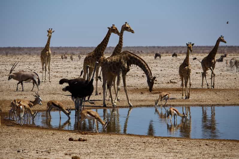 etosha-national-park-swakopmund-tour