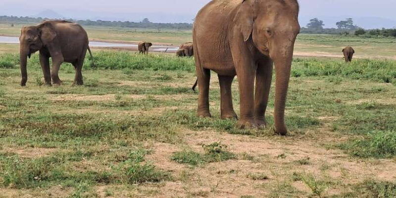 evening-minneriya-national-park-safari-with-pickup-and-drop