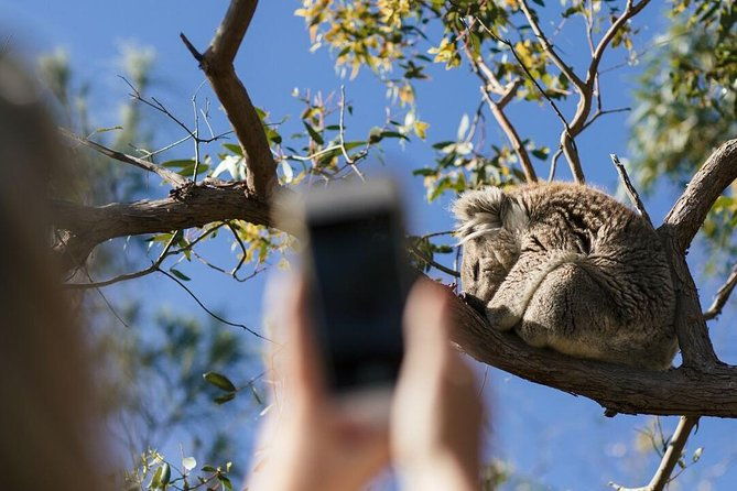 Exceptional Port Lincoln, Seafood and Wildlife Tour - What Reviewers Say: Authentic Insights