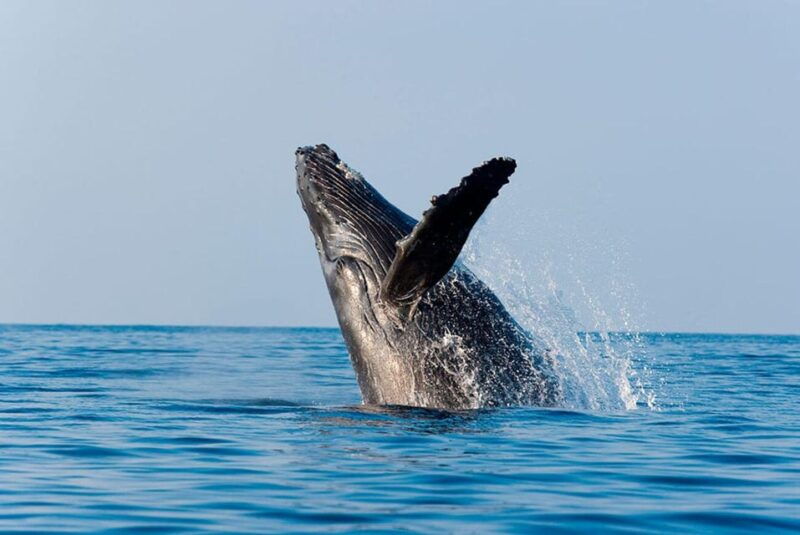 exciting-humpback-whale-tour-food-puerto-vallarta