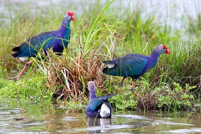 Exclusive : Muthurajawela Bird Watching Tour - Practical Tips for Travelers