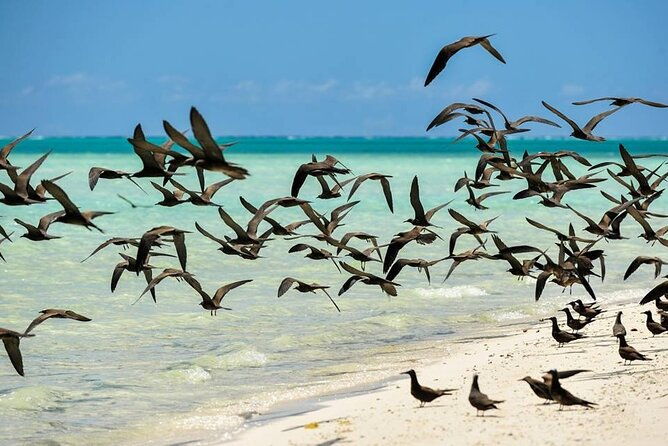 Excursion to Tetiaroa by Catamaran Visit Lunch Snorkeling - Who Will Love This Tour?