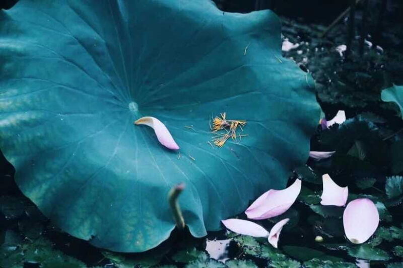experience-ancient-west-lake-in-hangzhou