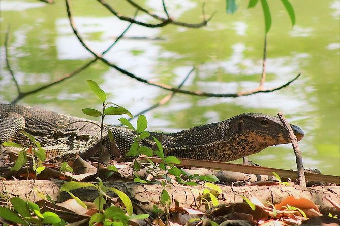 Family Bicycle Tour in the Green Oasis of Bangkok on Bamboo bikes - Practical Details and Tips