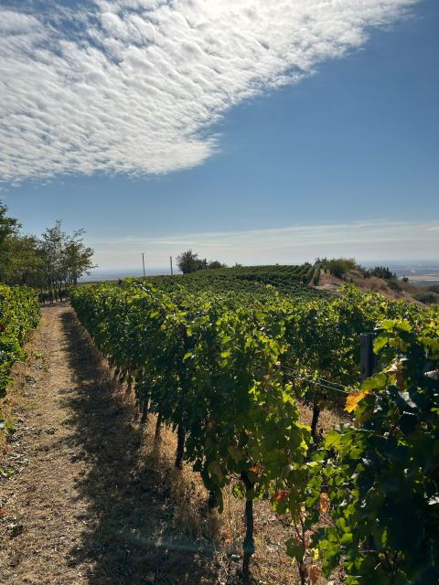 fantastic-wine-tour-in-diferent-wineries-great-hill