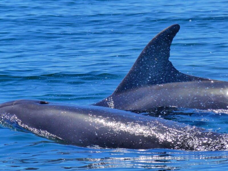 faro-dolphin-and-wildlife-watching-in-the-atlantic-ocean