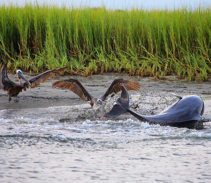 folly-beach-dolphin-viewing-boat-excursion