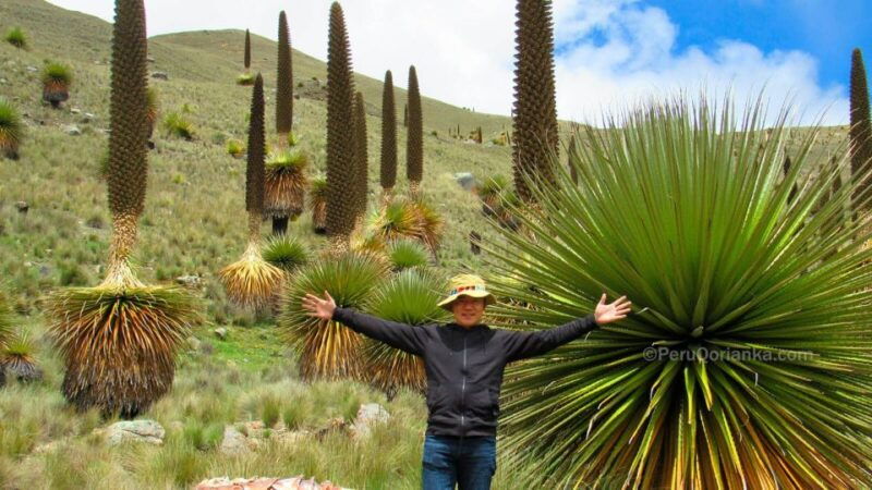 from-ancash-tour-huaraz-with-puya-raymondi-4d-3n