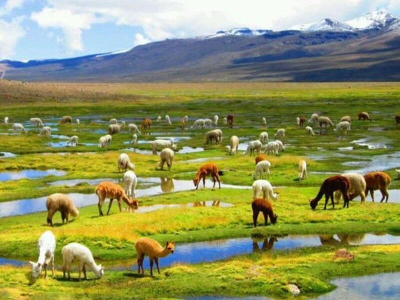 from-arequipa-colca-canyon-day-trip-with-buffet-meals-2