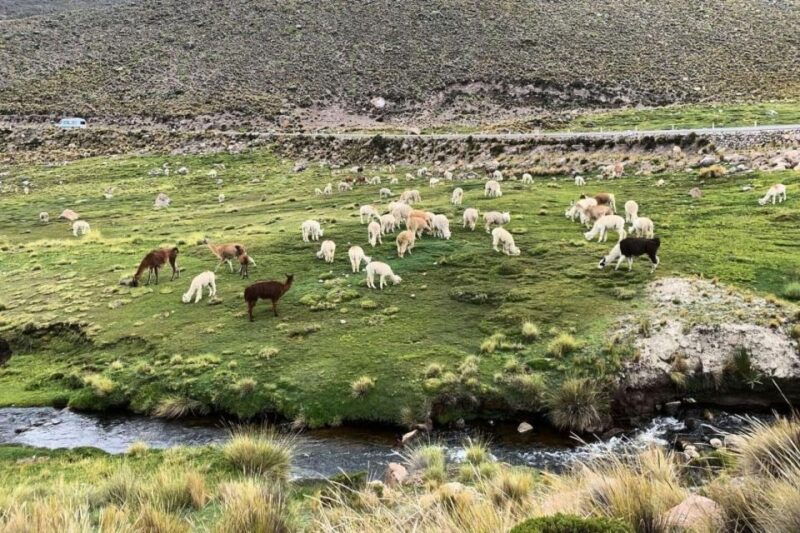 from-arequipa-excursion-to-salinas-lagoon