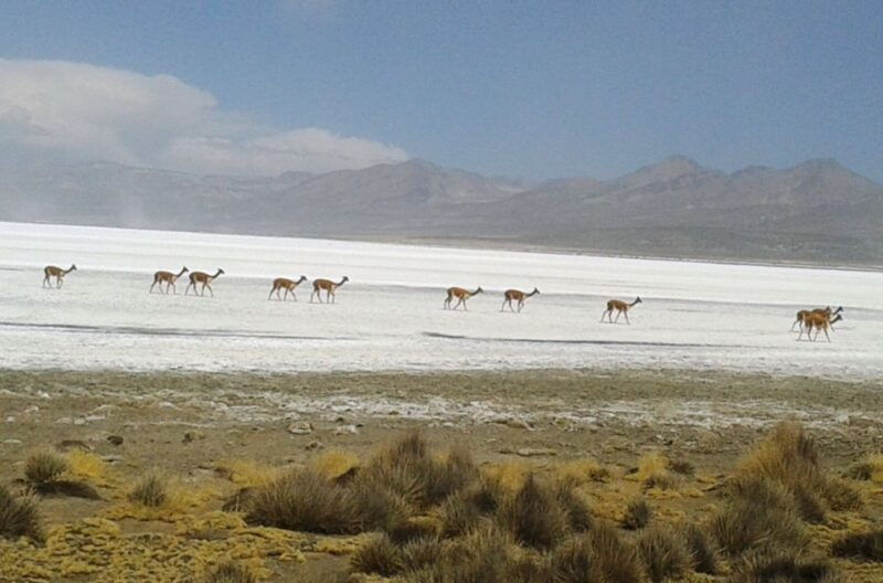 from-arequipa-salinas-lagoon-full-day-trip-with-hot-springs
