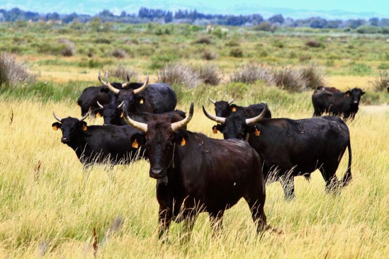 from-avignon-camargue-tour-with-pont-de-gau-bird-park-entry