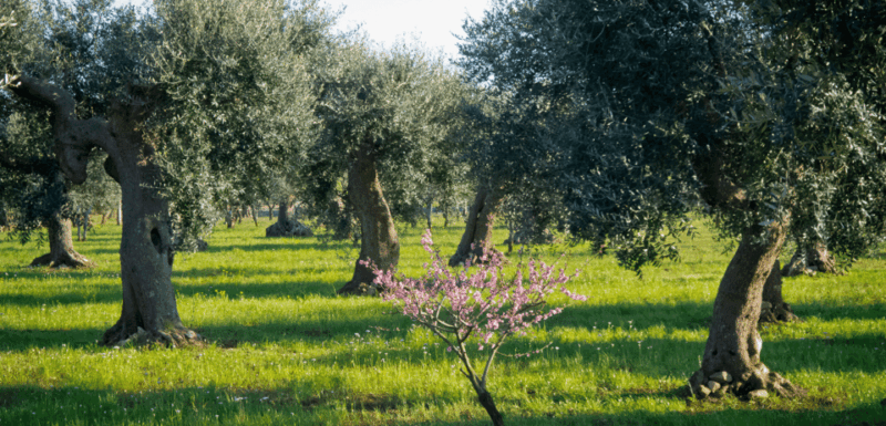 from-bari-8-day-puglia-and-matera-tour-with-accomodation
