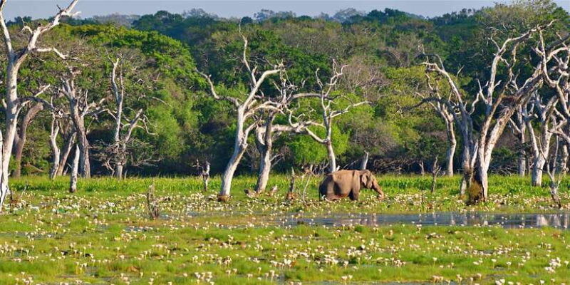 from-bentota-full-day-yala-national-park-safari-tour