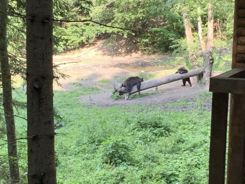 from-brasov-bear-watching-in-the-wild