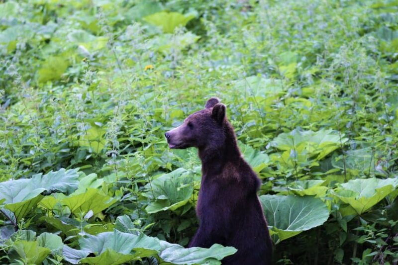 from-brasov-brown-bear-watching-in-the-carpathian-mountains