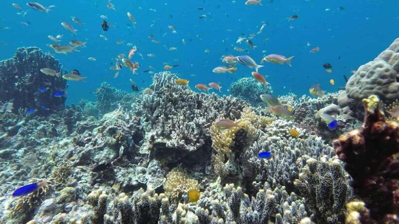 from-cebu-city-moalboal-pescador-snorkeling-tour-lunch