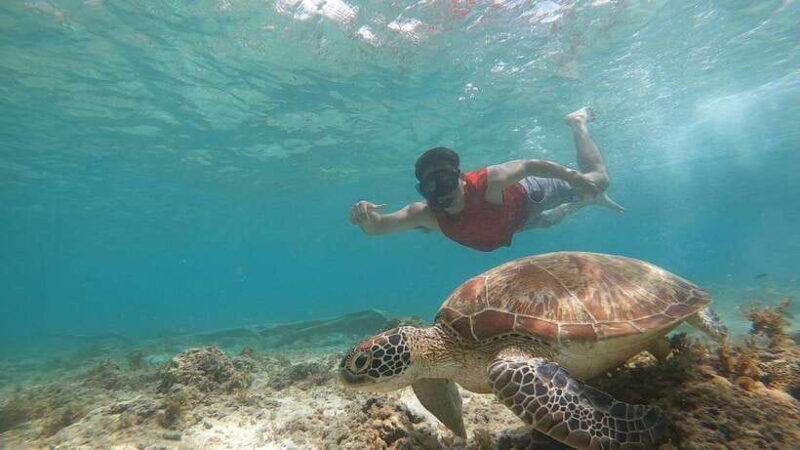 from-cebupamilacan-virgin-island-dolphin-watching-lunch