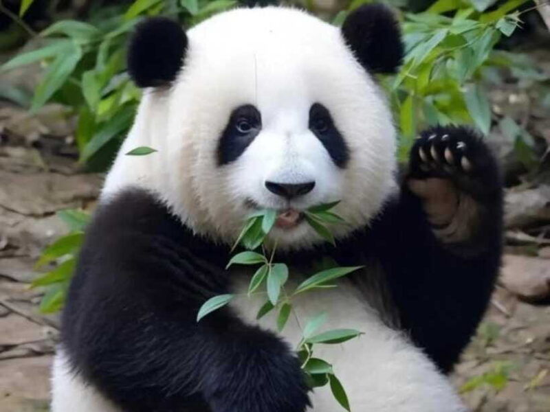 from-chengdu-leshan-giant-buddha-and-panda-base-day-trip