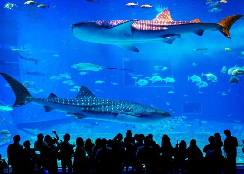 from-city-of-side-antalya-aquarium-full-day-trip