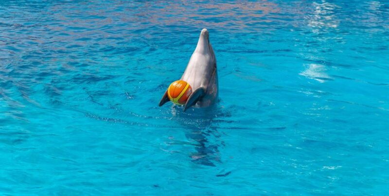 from-city-side-alanya-sealanya-dolphin-show-with-transfers