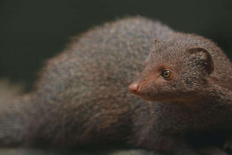 from-colombo-2-day-southern-coast-wildlife-heritage-tour