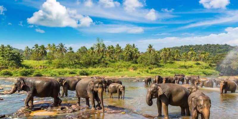 from-colombo-day-trip-to-kandy-pinnwala-royal-gardens