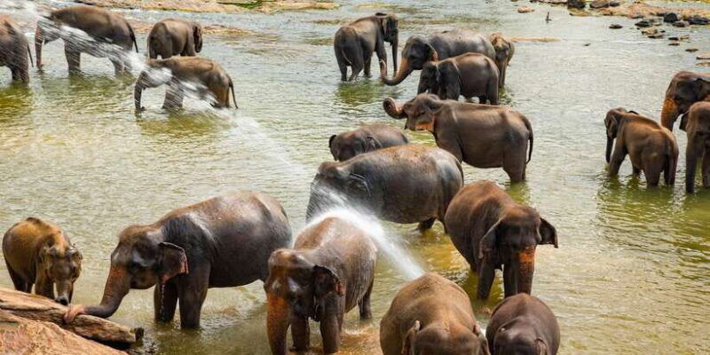 from-colombo-kandy-and-pinnawala-full-day-trip